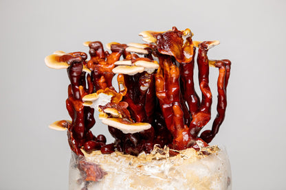 Artisanal Dried Reishi Mushrooms