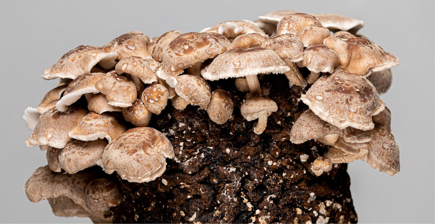 Shiitake Mushroom Grow Kit