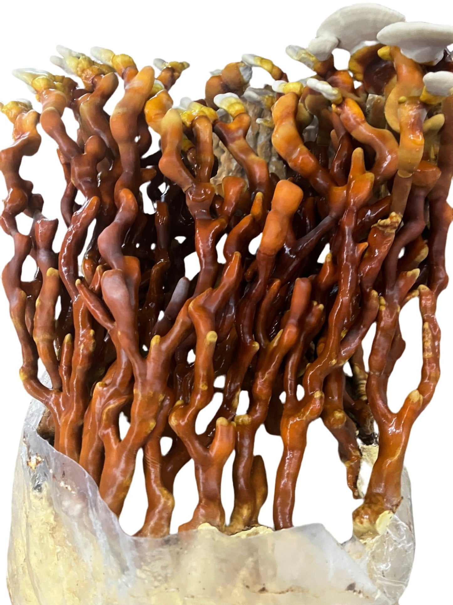 Reishi (Ganoderma Multipileum) Mycelium Liquid Culture