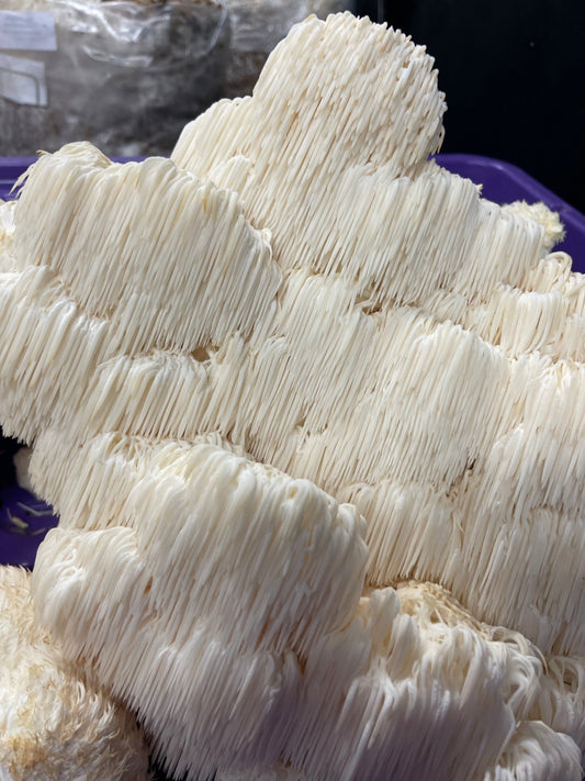 Lion’s Mane (HE0) Mycelium Liquid Culture