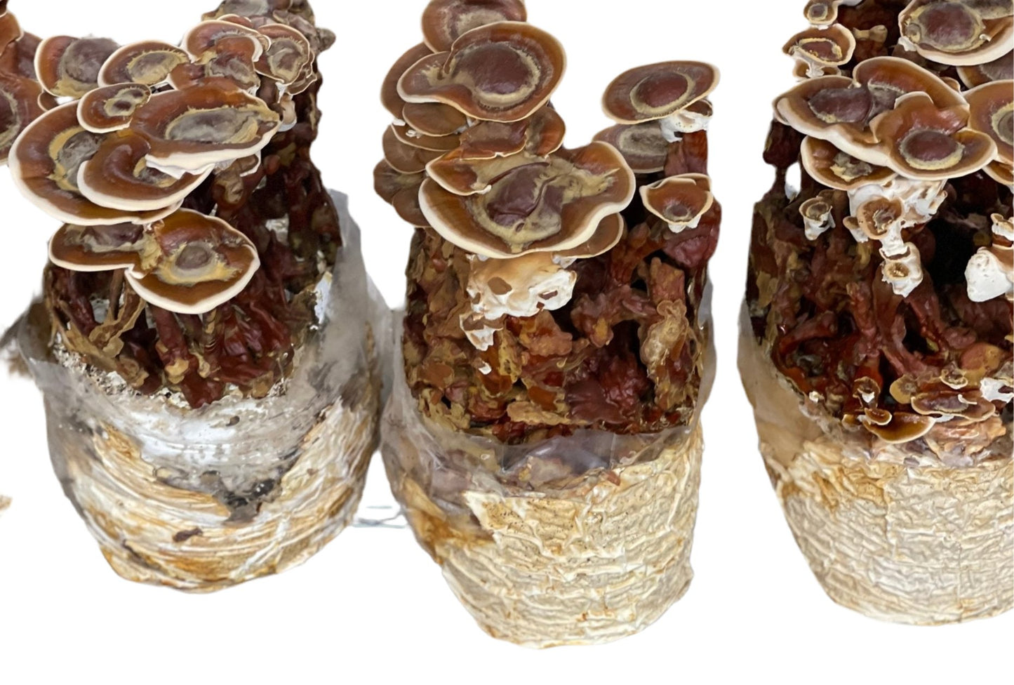 Reishi (Ganoderma Sessile) Mycelium Liquid Culture