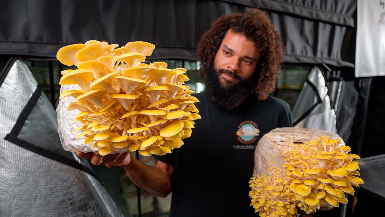 Golden Oyster Mushroom Grow Kit