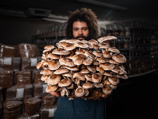 Shiitake Mushroom Grow Kit