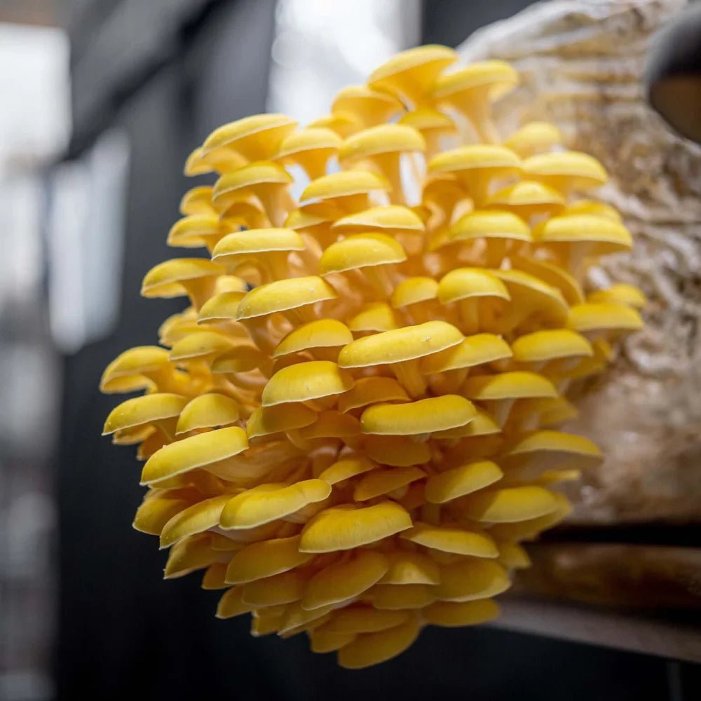 Golden Oyster Mushrooms: Cultivate Vibrant Flavors with Southwest Mushrooms