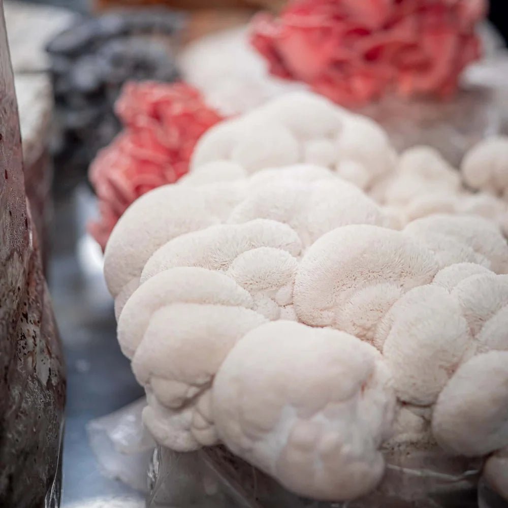 Lion’s Mane Mushroom: Cultivate Cognitive and Culinary Excellence with SouthWest Mushrooms