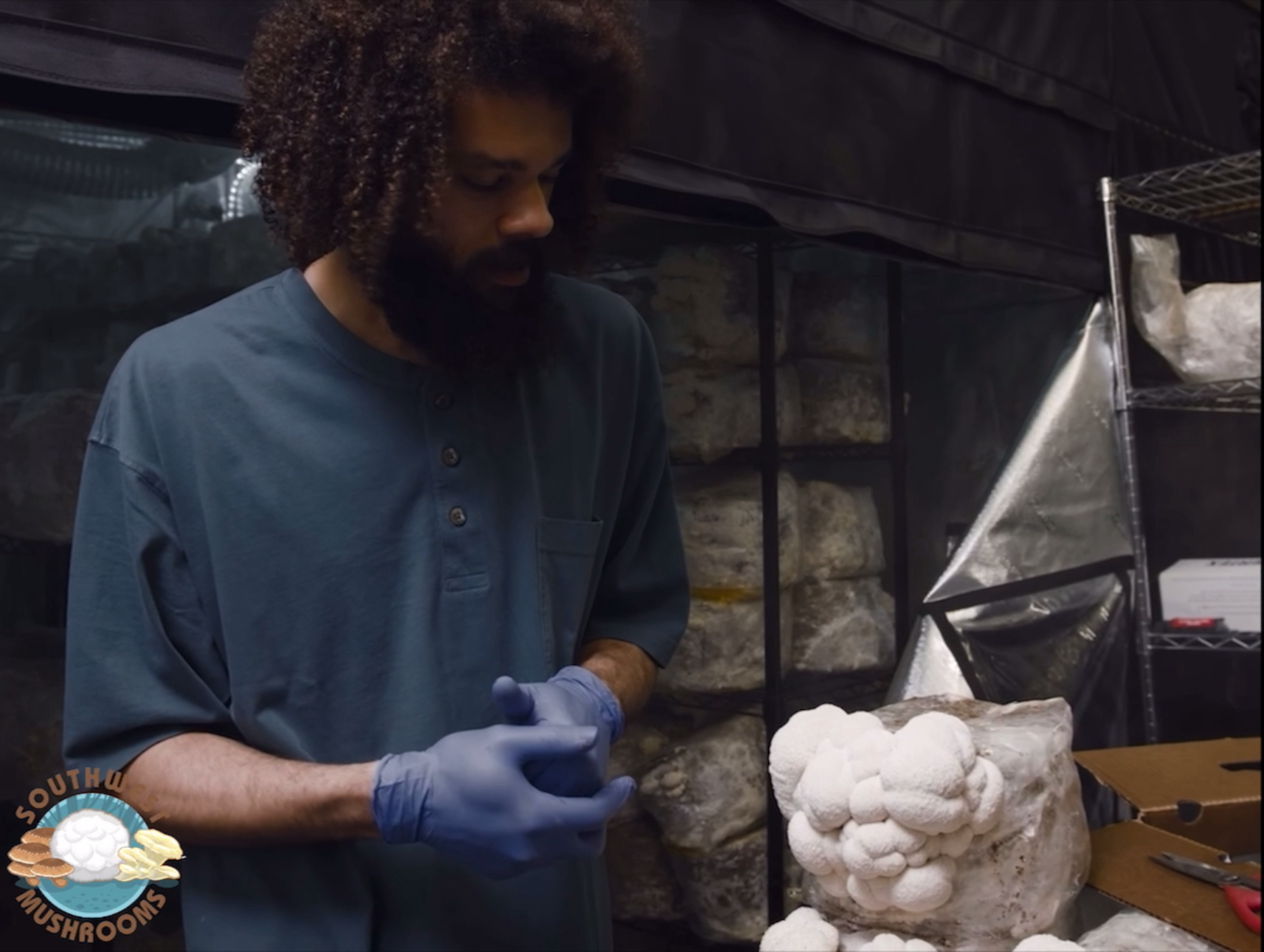 Lion’s Mane Harvest 