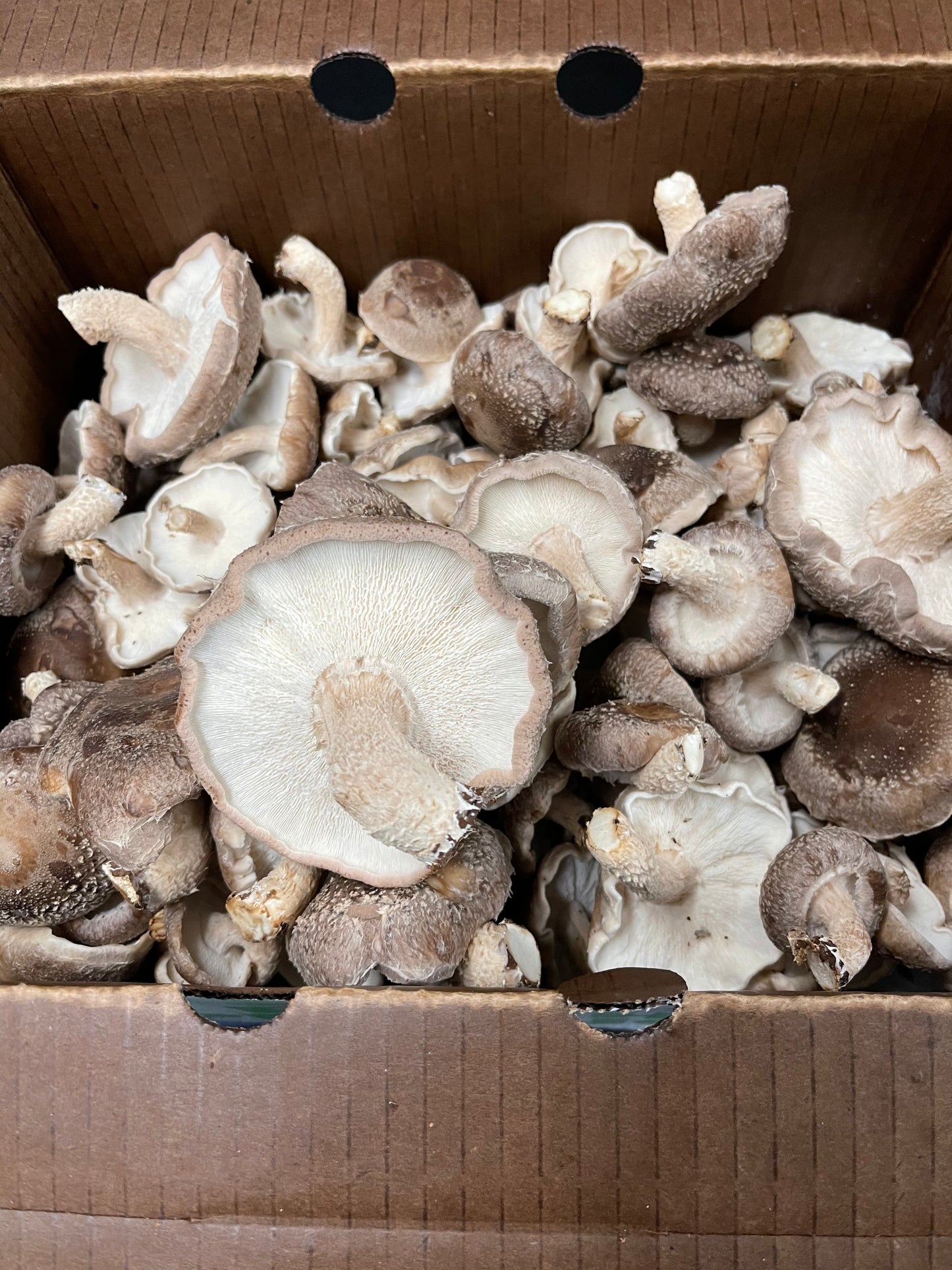 Frische Champignons